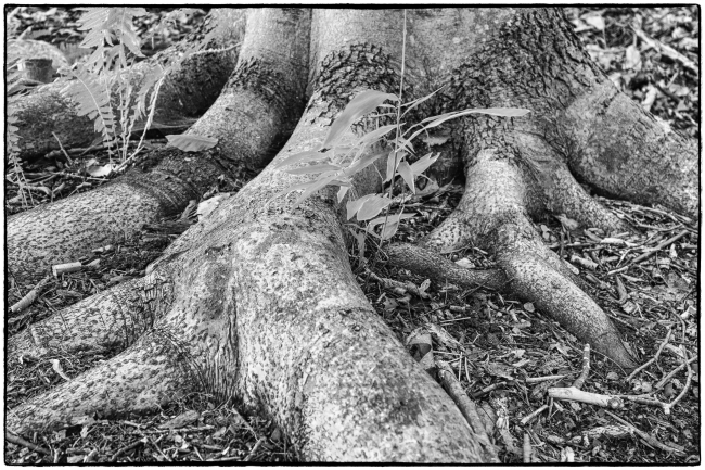 treeroots-1