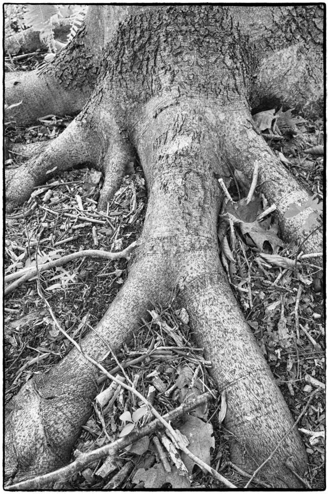 treeroots-2