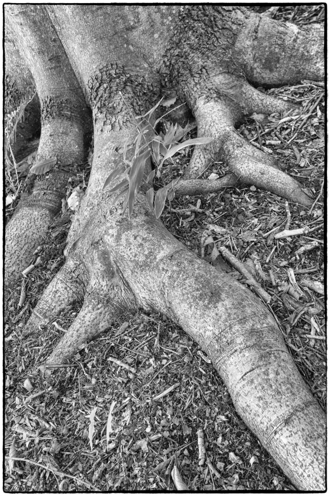 treeroots-3