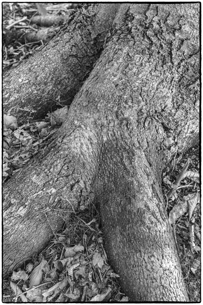 treeroots-4