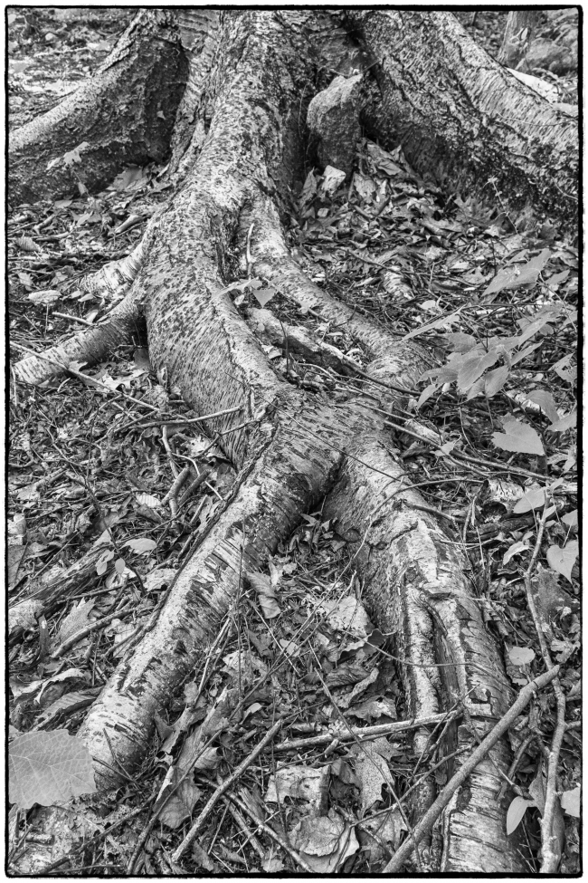 treeroots-5