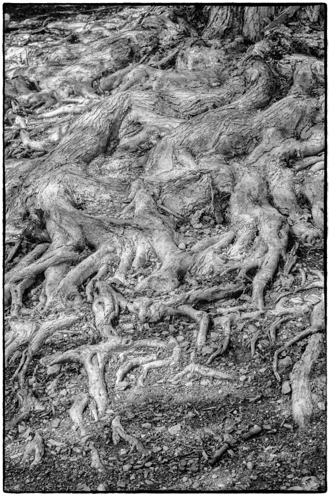 treeroots-1