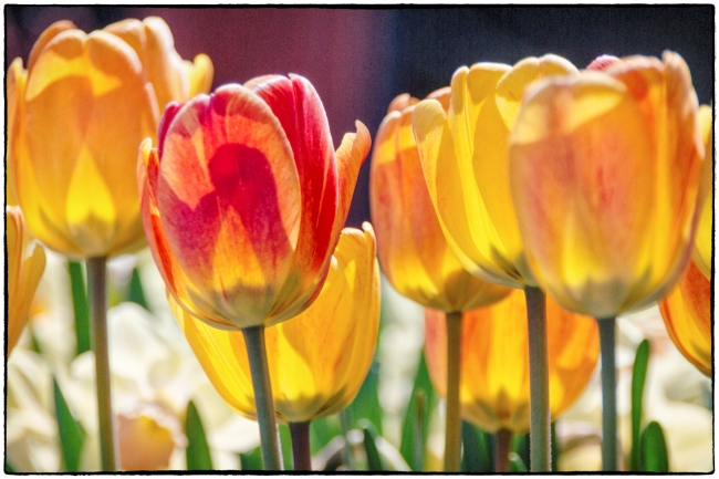 tulips-1
