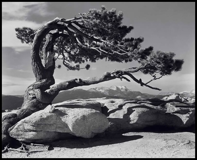 Jeffrey Pine.  Source: Ansel Adams Galleries